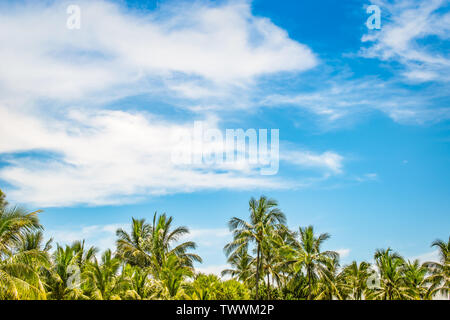 Fond d'été plage tropicale avec des cocotiers sur fond de ciel bleu et nuages blancs. L'espace pour le texte. Banque D'Images