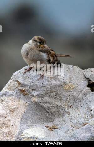 Petit pinson juvénile reposant sur le roc sur la plage tandis que la recherche de le repas du matin. Banque D'Images