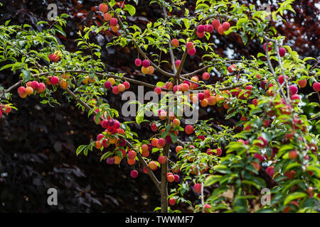 Arbre généalogique Mirabelle - Prunus Domestica Banque D'Images