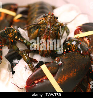 La langouste canadienne avec bande élastique Banque D'Images