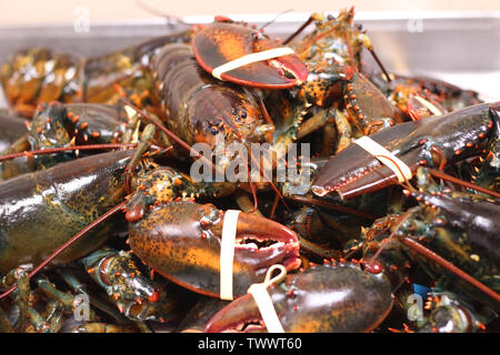 La langouste canadienne avec bande élastique Banque D'Images