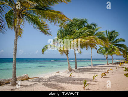 Des cocotiers sur la plage de sable blanc de l'île de Saona, République Dominicaine Banque D'Images