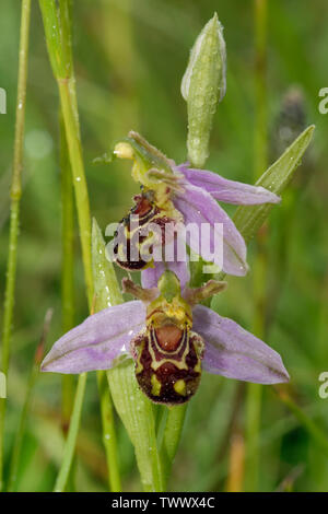 L'orchidée abeille - Ophrys Apifera deux fleurs avec gouttes de pluie Banque D'Images