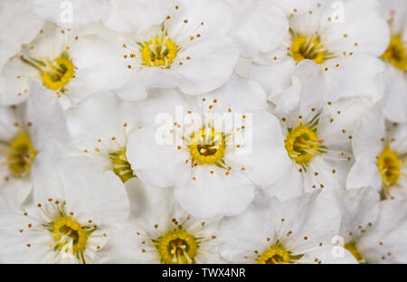 Texture très délicate. Spirée Vanhoutte fleurs en détail. Spiraea vanhouttei. Fond romantique. Snowy White blooms, centre jaune, les étamines longues. Banque D'Images