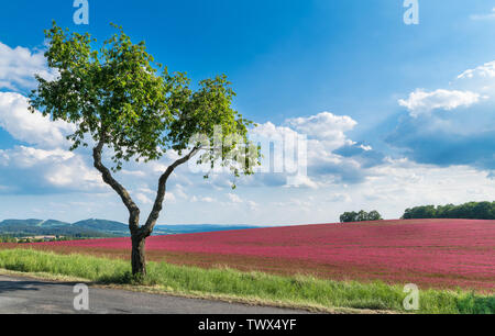 La floraison trèfle incarnat champ. Seul cerisier. Trifolium incarnatum. Prunus avium. Printemps paysage romantique. Beau trèfle rouge. Une nature magnifique. Banque D'Images