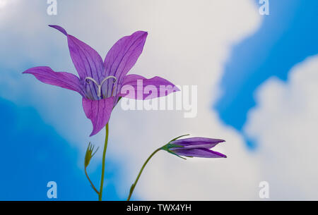 Bellflower épandage en fleurs. Campanula patula. Prairie sauvage. Détail de belles fleurs pourpres et tête en forme de bourgeon de Bell. Fond de Ciel bleu. Banque D'Images