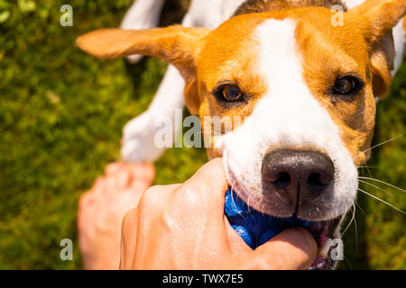 Beagle chien jouet et tire à la corde Jeu Banque D'Images