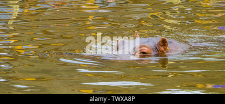 Hippopotame commun dans l'eau, le visage d'un hippopotame au-dessus de l'eau en gros plan, Vulnérable Espèce animale d'Afrique Banque D'Images