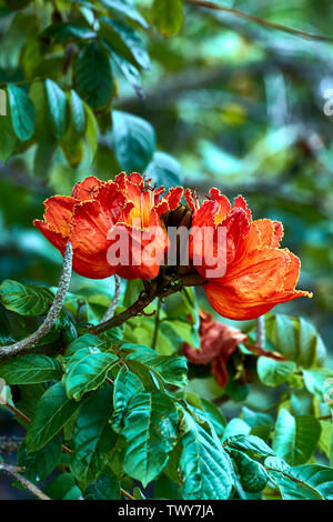 Flamme Rouge de la forêt de fleurs à Funchal, Madeira, Portugal Banque D'Images