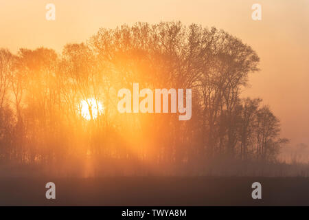 Lever du soleil, forêt enveloppée de brouillard, début mai, l'Est des Etats-Unis, par Dominique Braud/Dembinsky Assoc Photo Banque D'Images