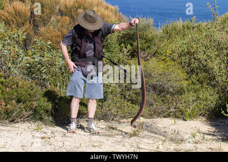 Snake catcher avec Red-bellied Black Snake Pseudechis porphyriacus Banque D'Images