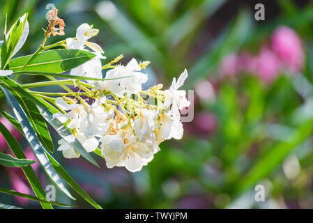 Close up plusieurs fleurs ou Nerium oleander blanc fleur Banque D'Images