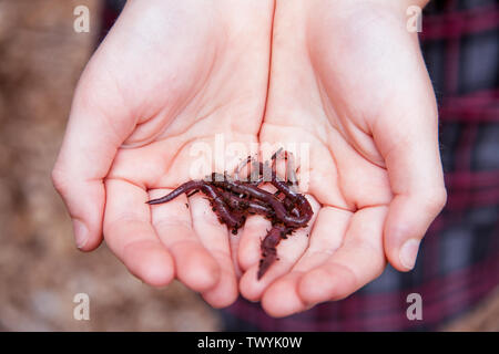 Les vers de terre soit tenue dans un vieux de dix ans girl's hands. Banque D'Images