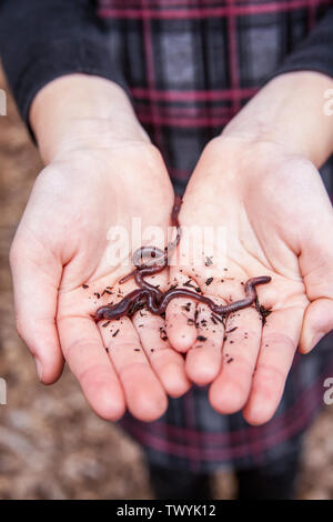 Les vers de terre soit tenue dans un vieux de dix ans girl's hands. Banque D'Images