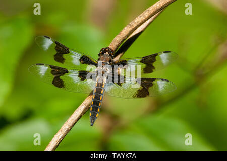 Issaquah, Washington, USA. Huit femmes-spotted skimmer (Libellula forensis) dragonfly reposant sur une branche près d'un étang. Ils attendent sur les ramilles et les roches f Banque D'Images