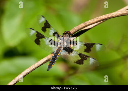 Issaquah, Washington, USA. Huit femmes-spotted skimmer (Libellula forensis) dragonfly reposant sur une branche près d'un étang. Ils attendent sur les ramilles et les roches f Banque D'Images