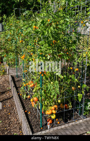 Issaquah, Washington, USA. Bush Early Girl plants de tomates dans des cages de tomate dans un lit de plus en plus soulevées. Banque D'Images