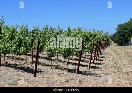 Vignoble, Coombsville, Napa Valley, Californie Banque D'Images