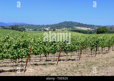 Vignoble, Coombsville, Napa Valley, Californie Banque D'Images