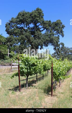 Vignoble, Coombsville, Napa Valley, Californie Banque D'Images