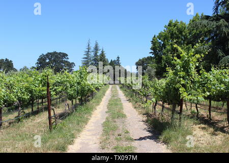 Vignoble, Coombsville, Napa Valley, Californie Banque D'Images