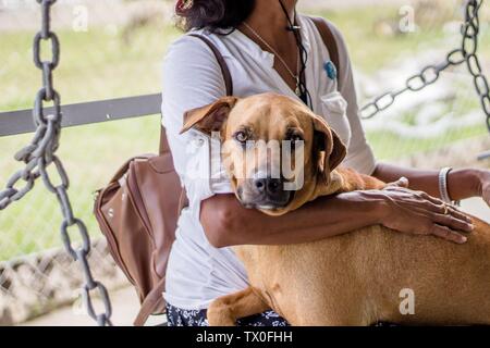 Femme avec ses mains sur un chien de compagnie marron Banque D'Images