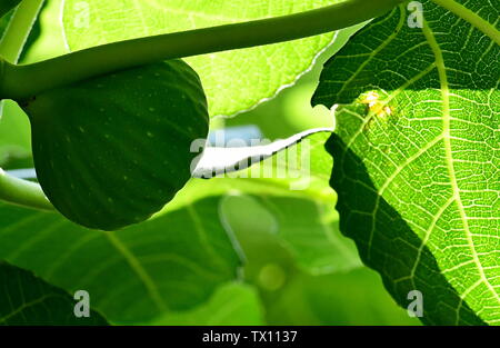 Fig sur le figtree vert Banque D'Images