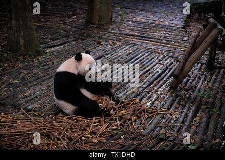 Panda Panda géant de l'alimentation à base de bambou à Chengdu, Sichuan Banque D'Images