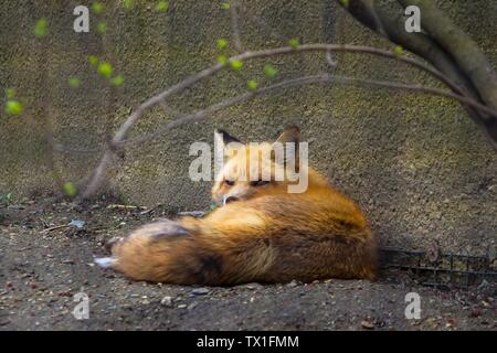 Renard sauvage mignon magnifique sur le sol près d'un mur dans un zoo Banque D'Images