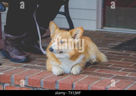 Domestique mignon Dorgi type de chien à côté de son propriétaire à l'avant d'une maison Banque D'Images