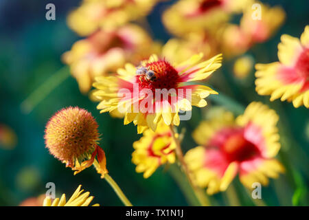 Bee est assis sur une fleur rouge-jaune contre un pré vert Banque D'Images