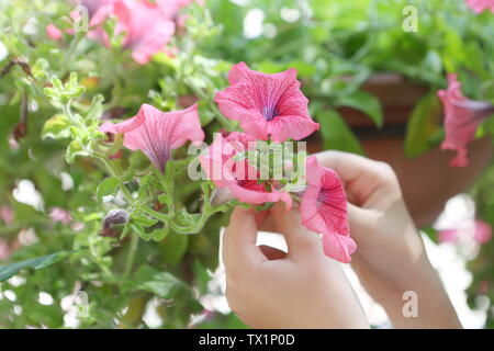 Les mains des enfants sont maintenant fleurs pétunia dans le parc Banque D'Images