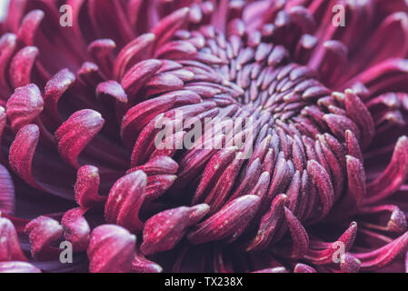Chrysanthème Banque D'Images