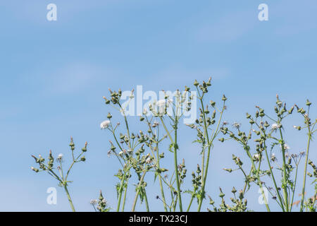 Mourir les capitules de figues de laiteron potager / Sonchus asper de plus en haie, et contre le bleu ciel d'été. Banque D'Images