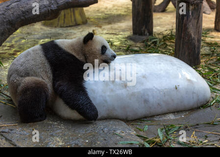 panda géant Banque D'Images