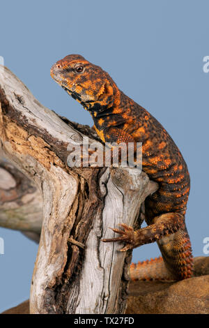 Le lézard épineux d'Afrique subsaharienne (Uromastyx Geyri) Banque D'Images