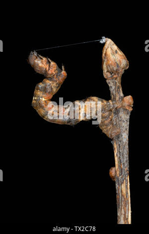 Espèce d'épine pourpre Selenia tetralunaria (caterpillar) sous la forme d'une brindille dans le sud du Pays de Galles, Royaume-Uni Banque D'Images