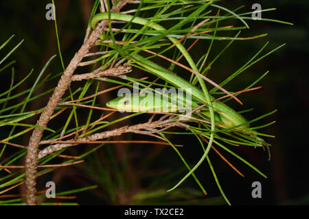 L'herbe émeraude (Lézard Takydromus smaragdinus) montrant sa longue queue dans Yambaru Parc National, l'île d'Okinawa, Japon Banque D'Images