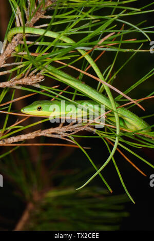 L'herbe émeraude (Lézard Takydromus smaragdinus) montrant sa longue queue dans Yambaru Parc National, l'île d'Okinawa, Japon Banque D'Images