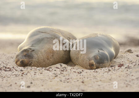 Le lion de mer Galapagos (Zalophus wollebaeki) dormir sur la plage de San Cristobal Island, les îles Galapagos. Banque D'Images