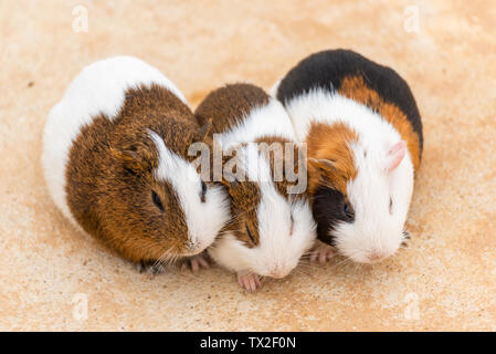 Trois cochons entassés à somnoler. Banque D'Images