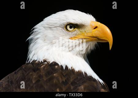 Pygargue à tête blanche (Haliaeetus leucocephalus) animal portrait, Allemagne Banque D'Images