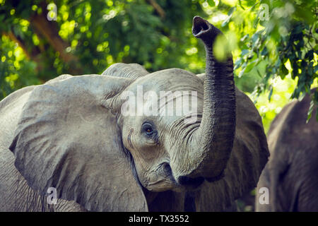 L'Afrique, Zimbabwe, manaturals, les parcs nationaux, les animaux, les éléphants, les bébés éléphants, troupeaux d'éléphants, nature, primitifs, des zones protégées Banque D'Images