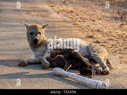 Une Hyène tachetée mère et oursons Banque D'Images