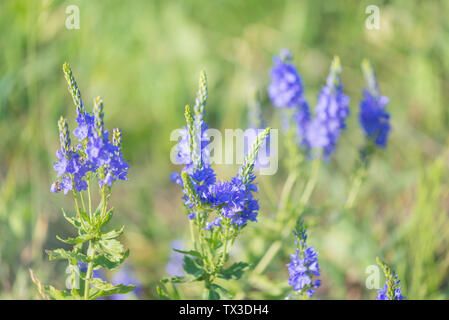 Belles fleurs bleu vif sur une prairie d'été vert tôt le matin Banque D'Images