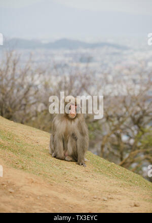 Macaque japonais sur colline, Parc, zone Nakanoshima Arashiyama, Kyoto, Japon Banque D'Images