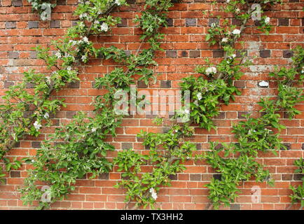 Malus formés en cordon oblique. Cordon apple qualifiés les arbres croissant à un angle contre un mur Banque D'Images