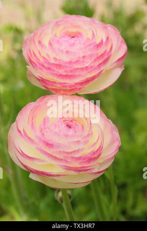 Ranunculus asiaticus en fleurs fleurs du cultivar dans un jardin de fleurs coupées en avril. Banque D'Images