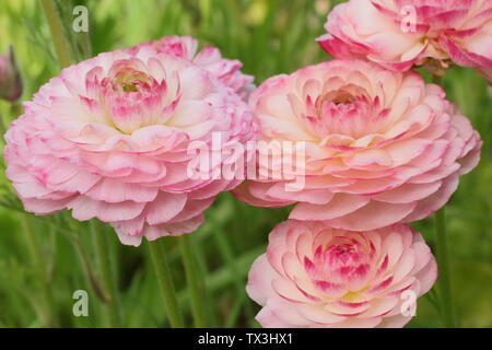 Ranunculus asiaticus en fleurs fleurs du cultivar dans un jardin de fleurs coupées en avril. Banque D'Images