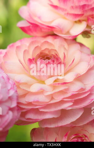 Ranunculus asiaticus en fleurs fleurs du cultivar dans un jardin de fleurs coupées en avril. Banque D'Images